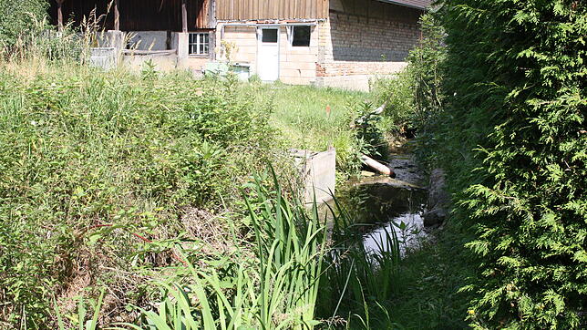 Der Dorfbach in Rickenbach ist nur ein kleines Rinnsal. Aus ihm wird die Satzfischzuchtanlage (links im Bild) gespeist, in der jetzt der ...