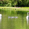 Im Frühjahr diesen Jahres genießen diese Schwäne auf unserem Symbolbild aus dem Donaueschinger Schlosspark das Familienglück. Mitte ...
