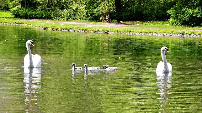 Im Frühjahr diesen Jahres genießen diese Schwäne auf unserem Symbolbild aus dem Donaueschinger Schlosspark das Familienglück. Mitte ...