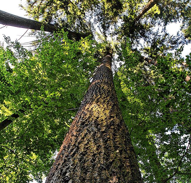 Unser Archivbild zeigt eine große, alte Douglasie in einem Wald. Die Baumart soll besser mit Trockenheit zurecht kommen als Fichten.