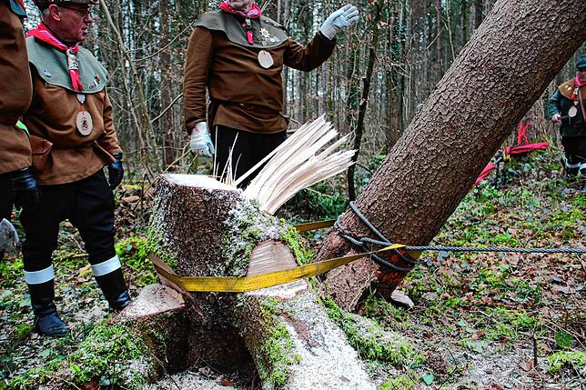 Bild 3: Die spektakulären Narrenbaum-Momente aus dem Altbohlwald: Holzhauer der Narrizella Ratoldi schlagen zu