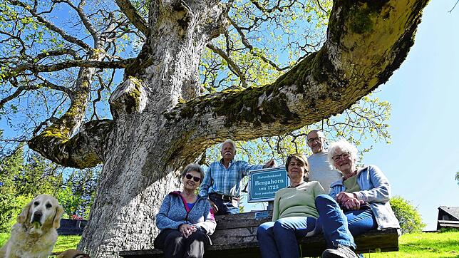 Sie wollen den 300. Geburtstag des prächtigen Bergahorns an der Galetsch mit weiteren Nachbarn und vielen Gästen gebührend feiern. Die ...