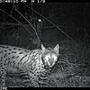 Eine der letzten Aufnahmen von Luchs Lias durch das Fotofallen-Monitoring im Sommer vergangenen Jahres. Kurz darauf verliert sich seine ...