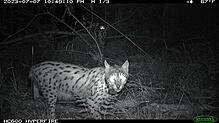Eine der letzten Aufnahmen von Luchs Lias durch das Fotofallen-Monitoring im Sommer vergangenen Jahres. Kurz darauf verliert sich seine ...