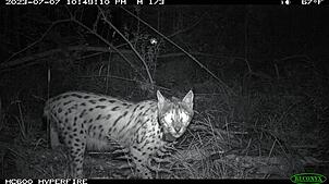 Eine der letzten Aufnahmen von Luchs Lias durch das Fotofallen-Monitoring im Sommer vergangenen Jahres. Kurz darauf verliert sich seine ...