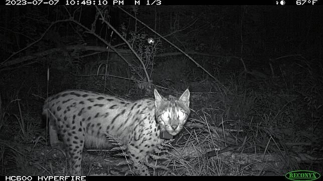 Eine der letzten Aufnahmen von Luchs Lias durch das Fotofallen-Monitoring im Sommer vergangenen Jahres. Kurz darauf verliert sich seine ...