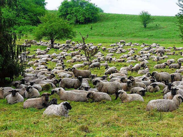 Bettenberg-Giratsmoos ist ein junges Naturschutzgebiet, welches mit Schafen beweidet wird.