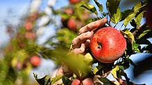 Apfelernte: Wenn die Witterung nass ist, müssen Landwirte verstärkt auf Pflanzenschutzmittel zurückgreifen, um die Ernte zu sichern. ...