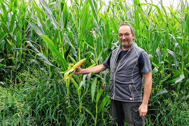 Landwirt Uwe Münzer aus Neudingen ist vor allem mit der Entwicklung des Mais zufrieden, dem der Regen sehr guttat.