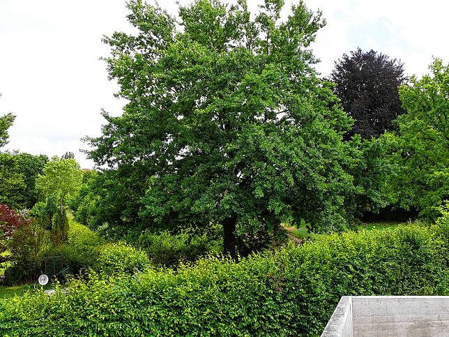 Das Grundstück ist von der anderen Seite, an der die St. Suso-Kirche steht, nicht so gut einsehbar. Es beginnt dort, wo der große Baum ...