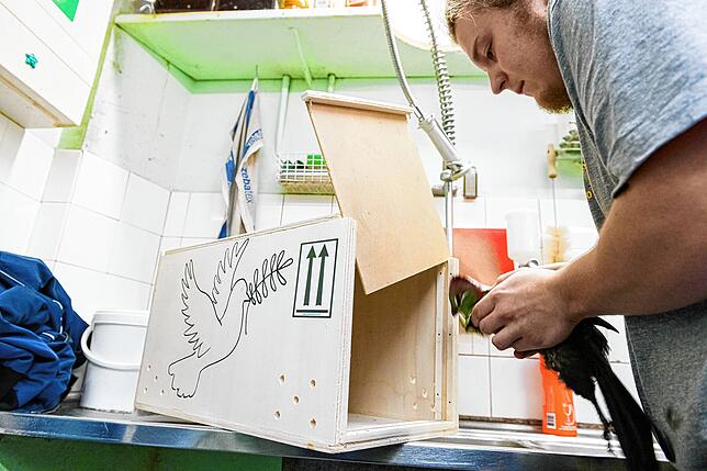 Bild 11: Ein Elefantenbulle auf dem Tieflader und ein Okapi in der Box: So sieht es aus, wenn Zootiere auf Reisen gehen