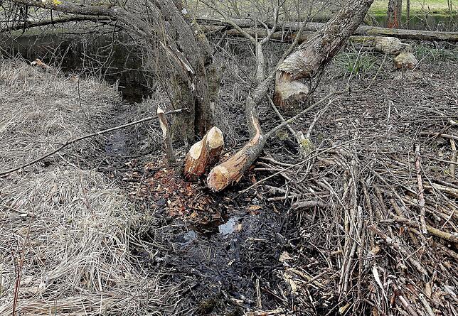 Ein vom Biber gefällter Baum. Für das Abnagen eines Baumstamms dieser Dicke benötigt der Biber laut Aussage von Rolf Servos (BUND) etwa ...