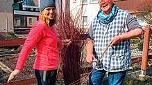 Das Ausputzen der Seitentriebe ist eine mühevolle Fleißarbeit. Spaß macht es trotzdem &ndash; und das Ergebnis belohnt die Mühe. Bild: ...