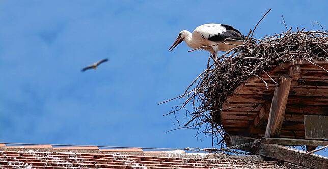 Hoch hinaus: Ein Jungstorch sieht einem anderen Vogel hinterher.