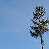 36 Meter misst der Narrenbaum der Albgaischter vor dem Albbrucker Rathaus.