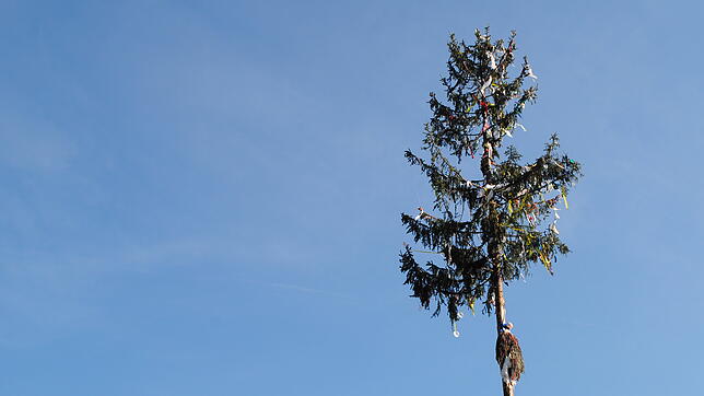 36 Meter misst der Narrenbaum der Albgaischter vor dem Albbrucker Rathaus.