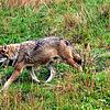 Wer hat den Wolf gesehen? Im Löffinger Tierpark ist das möglich.