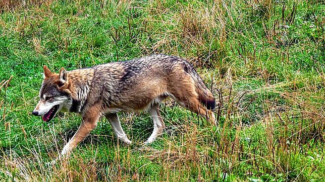 Wer hat den Wolf gesehen? Im Löffinger Tierpark ist das möglich.