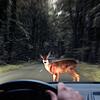 Wildwechsel ist im Frühjahr und Herbst besonders kritisch – die Tiere sind in der Dämmerung schwieriger zu sehen, der Bremsweg ist länger.