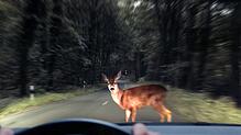 Wildwechsel ist im Frühjahr und Herbst besonders kritisch – die Tiere sind in der Dämmerung schwieriger zu sehen, der Bremsweg ist länger.