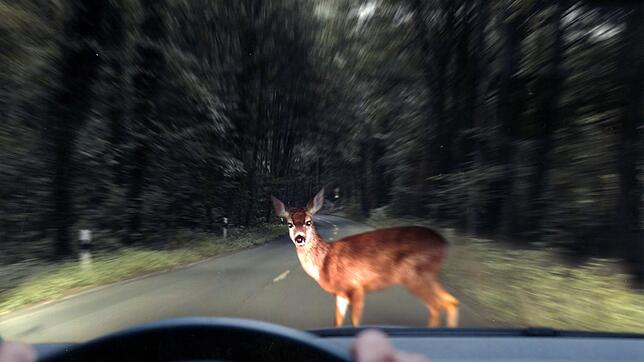 Wildwechsel ist im Frühjahr und Herbst besonders kritisch – die Tiere sind in der Dämmerung schwieriger zu sehen, der Bremsweg ist länger.