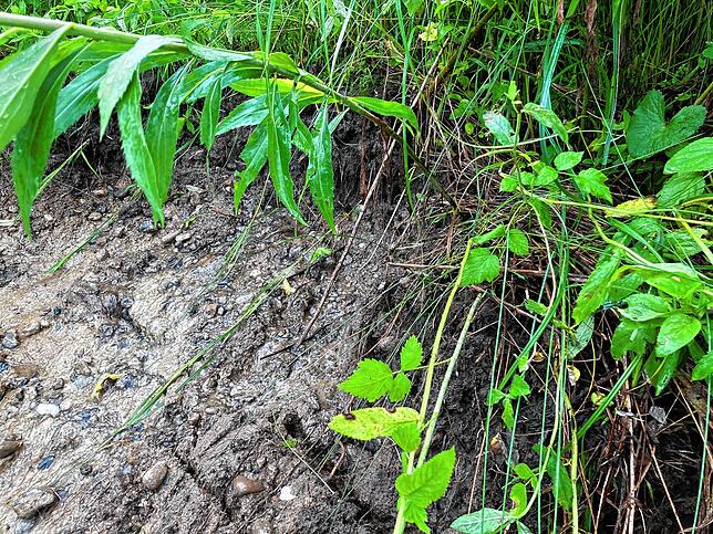 Ein kleiner Erdrutsch im Wald bei Bodman hat ein Erdkabel mitgerissen und einen Stromausfall verursacht.