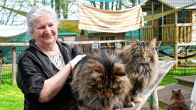 Nada Lange liebt alle ihre Schützlinge. Mit den Norwegischen Waldkatzen schmust sie auch gerne.