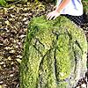 In Gedanken versunken weilt der jüngste Teilnehmer einer Wandergruppe am 1467 schon vorhandenen Hundsberg-Grenzstein. Mit ihm markierte ...