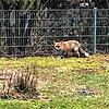 Mit dem Titel &bdquo;Stadtfuchs&ldquo; wurde dieses Bild in der Facebook-Gruppe &bdquo;Du bisch von Überlingen, wenn...&ldquo; gepostet. ...