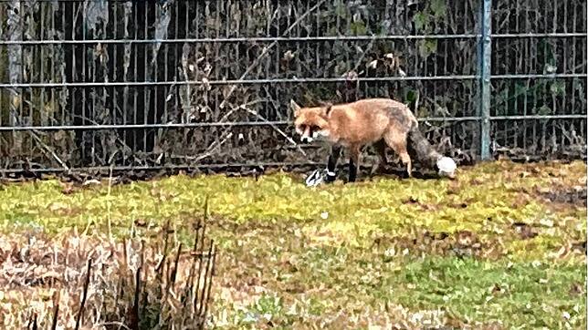 Mit dem Titel &bdquo;Stadtfuchs&ldquo; wurde dieses Bild in der Facebook-Gruppe &bdquo;Du bisch von Überlingen, wenn...&ldquo; gepostet. ...