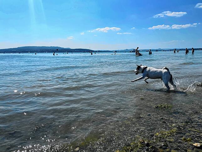 Auch Hunde erfreuen sich an dem im Wasser des Bodensees.