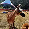 (Archivbild) Unbekannte haben am Sonntag, 3. September, zwischen 3 und 3.30 Uhr Tiergehege des Zirkus Alessio, der in Litzelstetten ...
