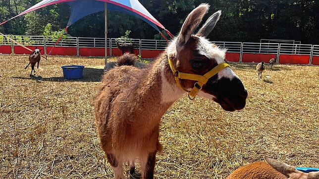 (Archivbild) Unbekannte haben am Sonntag, 3. September, zwischen 3 und 3.30 Uhr Tiergehege des Zirkus Alessio, der in Litzelstetten ...