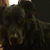 Bruno ist zwar ein schwarzer Hund, doch die Hundesteuer für ihn wird ordnungsgemäß in der Wohngemeinde seiner Besitzerin entrichtet. ...