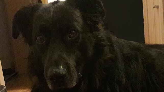 Bruno ist zwar ein schwarzer Hund, doch die Hundesteuer für ihn wird ordnungsgemäß in der Wohngemeinde seiner Besitzerin entrichtet. ...