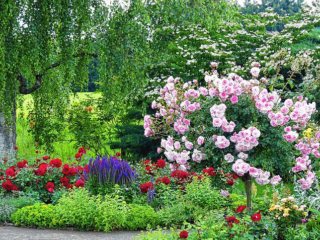 Rosen in unterschiedlichen Farben und Formen setzen Farbtupfer im sonst überwiegend grünen Bauerngarten.