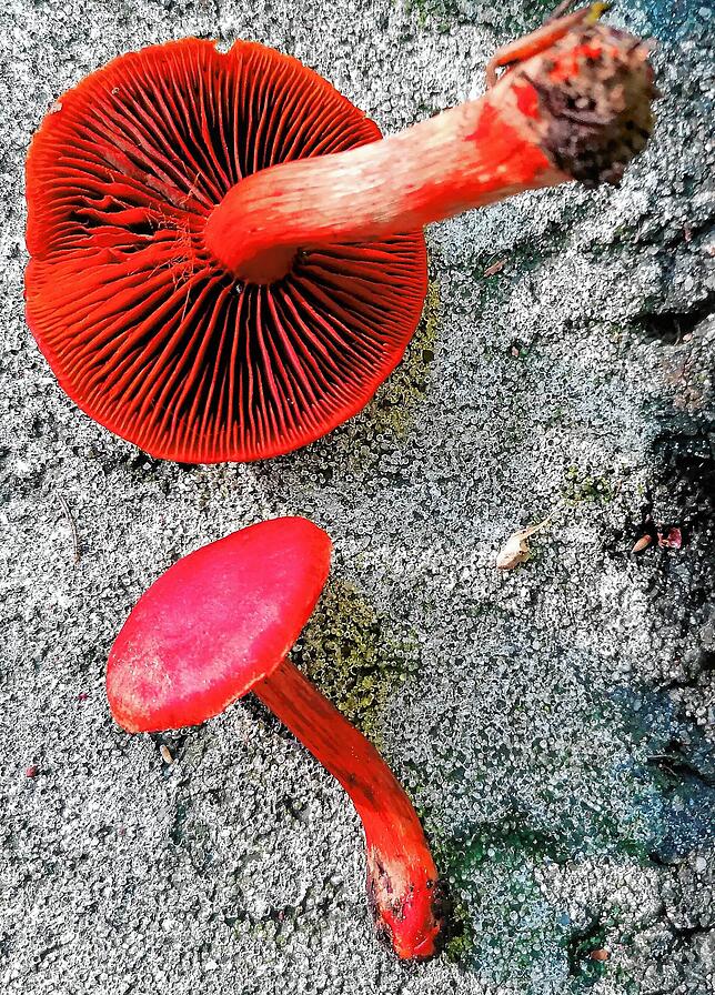 Ein Magen-Darm-giftiger Blutroter Hautkopf. Dieser ist aufgrund seiner intensiven Farbe auch ein Färbepilz.