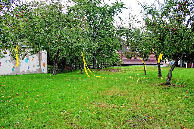 Im Riedböhringer Pfarrgarten sind die gelben Bänder statt an den Stämmen an Ästen angebracht, damit sie von der Straße aus besser ...