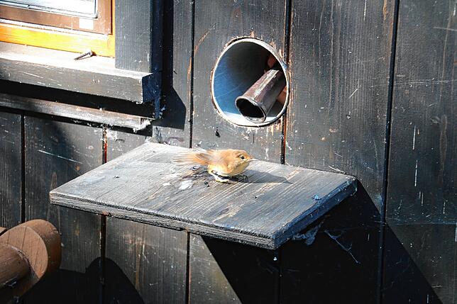 Nach der Registrierung und Untersuchung werden die Vögel schnell wieder in die Freiheit entlassen.