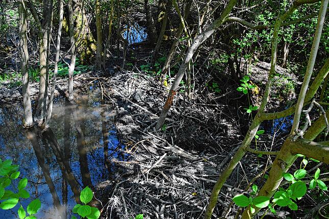 Einer der Biberdämme am Steinbühlgraben. Links staut sich das Wasser.