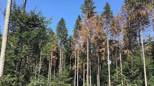Wie sehr der Borkenkäfer dem Blumberer Stadtwald zusetzt, zeigt dieses Bild, das Virginia Lorek vom Kreisforstamt vor wenigen Tagen im ...