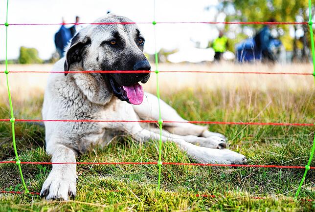 Unter Herdenschutzmaßnahmen fallen unteranderem die Förderung von Elektrozäunen oder Herdenschutzhunde.