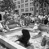 Der Lenk-Brunnen wurde am 30. Juni 1990 enthüllt – kurz darauf gab es tierischen Besuch.