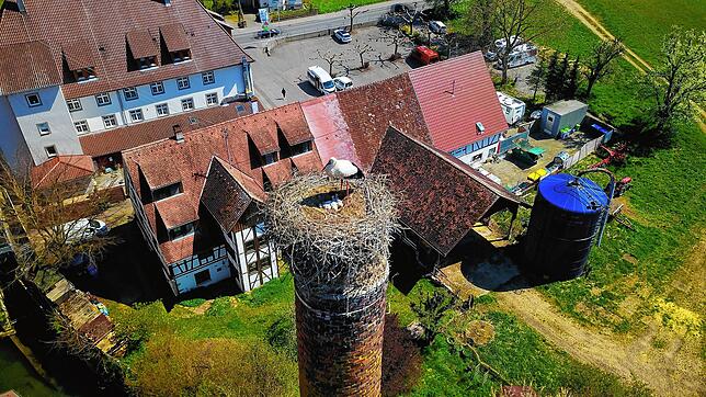 Der Storchenhorst auf dem Mühlhofer Schornstein. Das Storchenpaar hat mittlerweile fünf frisch geschlüpfte Küken. Ein Elternteil wäre ...