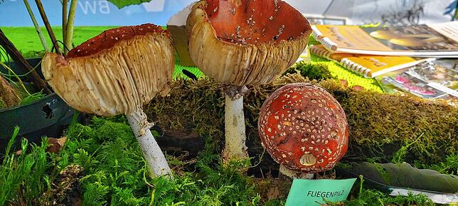 Der Fliegenpilz (Amanaita muscaria) ist wohl der bebekanntetse Giftpilz und aufgrund seines charakteristischen roten Huts mit weißen ...