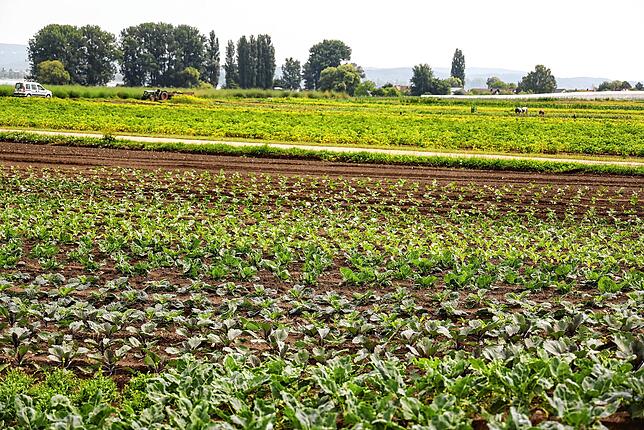 Die Hörigemeinde Moos ist vom Gemüseanbau geprägt. Hier gedeiht zum Beispiel die bekannte Höri-Bülle.
