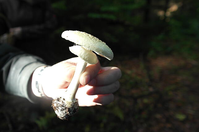 Der giftige Gelbe Knollenblätterpilz ist an seiner Knolle und an weißen Lamellen erkennbar.