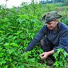David Schimmeyers Waldgarten im Deggenhausertal: Dort baut er Gemüse und Kräuter für die eigene Ernährung an.