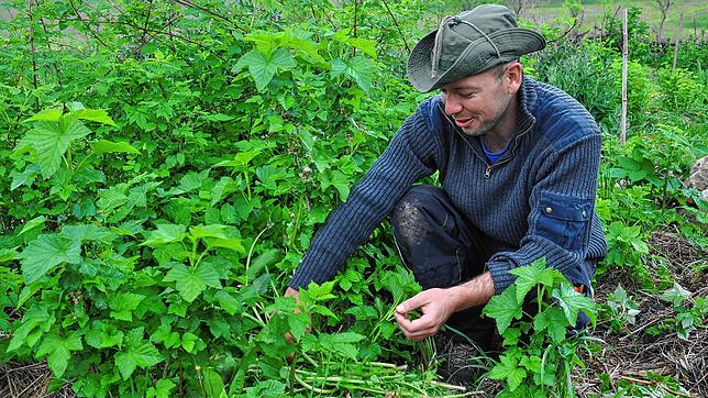 David Schimmeyers Waldgarten im Deggenhausertal: Dort baut er Gemüse und Kräuter für die eigene Ernährung an.