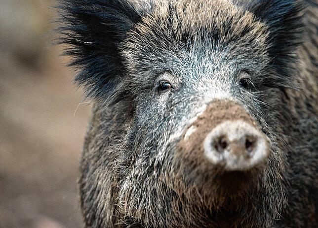 Ein Wildschwein auf Abwegen gab es im Februar im Bodenseekreis.